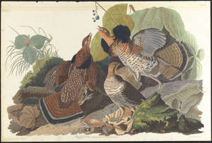 Ruffed grouse