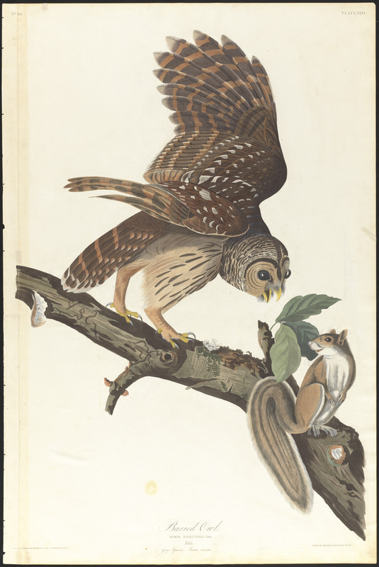 Barred owl