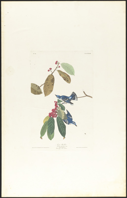 Azure warbler