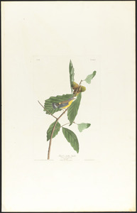 Black and yellow warbler