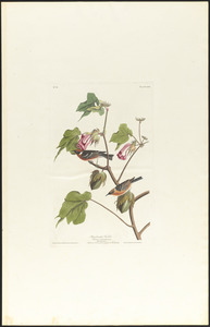 Bay-breasted warbler
