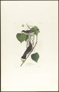 Tyrant fly-catcher