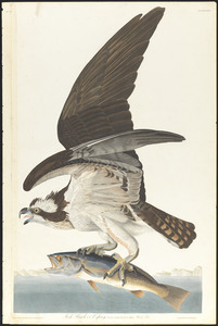Fish hawk or osprey