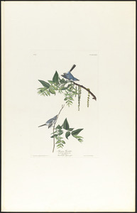 Blue-grey flycatcher