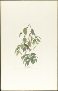 Autumnal warbler