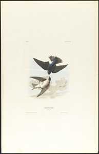 White-bellied swallow