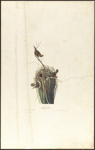 Marsh wren
