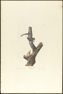 Red-breasted nuthatch