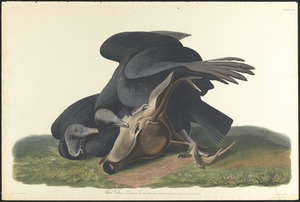Black vulture or common crow