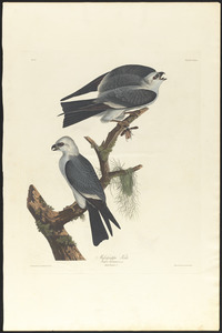 Mississippi kite