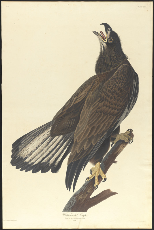 White-headed eagle : Falco leucocephalus, Linn. Young. c.1 v.2 plate ...