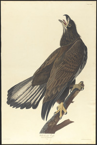 White-headed eagle