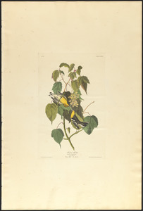 Hemlock warbler