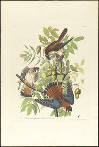 American sparrow hawk