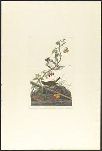 Golden-crowned thrush