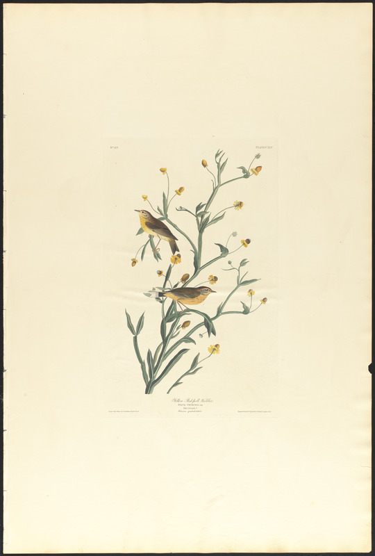 Yellow red-poll warbler
