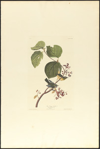 Pine swamp warbler