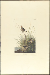 Sharp-tailed finch