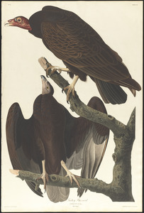Turkey buzzard
