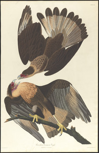 Brasilian caracara eagle