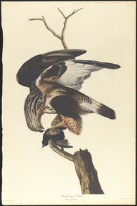 Rough-legged falcon