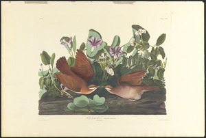 Key-west dove