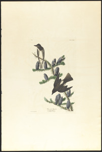 Olive sided flycatcher