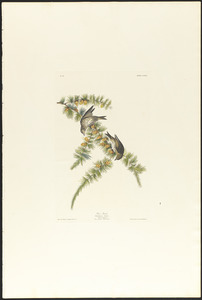 Pine finch