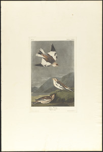 Snow bunting