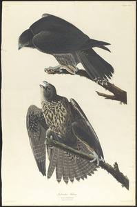 Labrador falcon