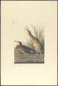 Salt water marsh hen