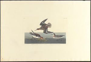Hyperborean phalarope