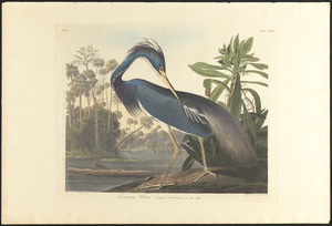 Louisiana heron