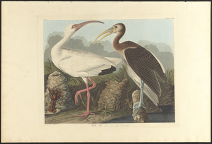 White ibis