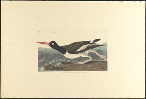 Pied oyster-catcher