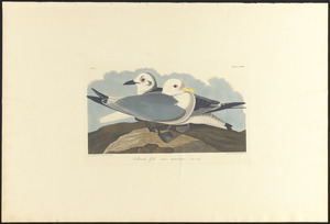 Kittiwake gull