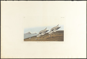 Ruddy plover