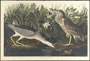 Night heron or qua bird