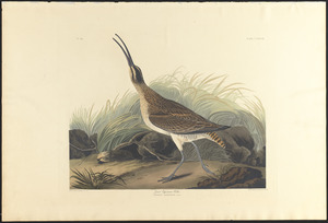 Great equimaux curlew