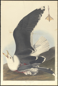 Black backed gull
