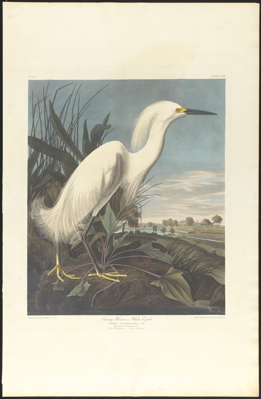 Snowy heron or white egret