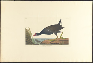 Common gallinule, male, adult