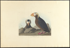 Tufted auk
