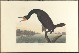 Florida cormorant