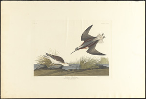 Wilson's phalarope