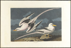 Tropic bird
