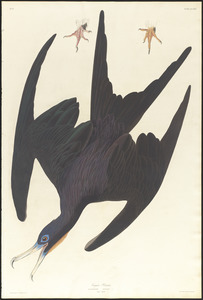 Frigate pelican