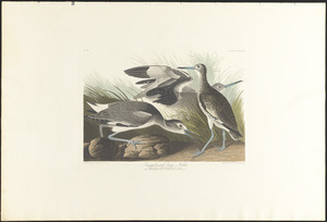 Semipalmated snipe or willet