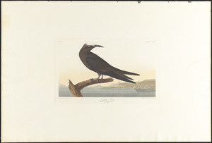 Noddy tern