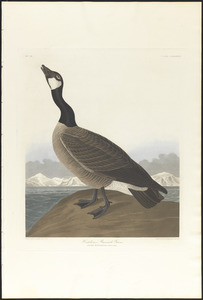 Hutchins's barnacle goose